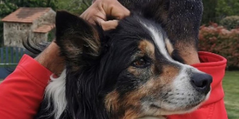 L'hommage émouvant des pompiers pour Cartouch, un Border Collie qui a sauvé de nombreuses vies Sans5961