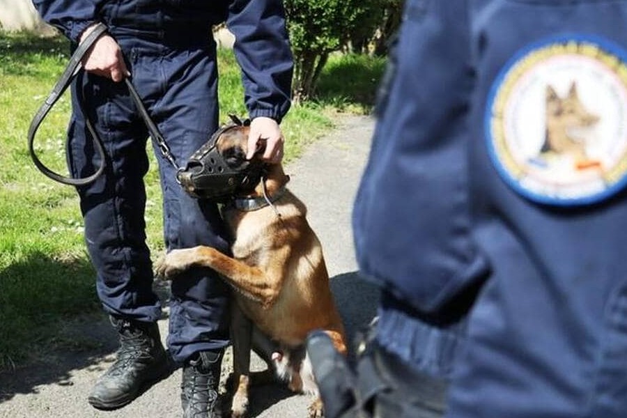 Maltraité en Guadeloupe, Gamin commence une nouvelle vie de chien-flic en Normandie Sans5977