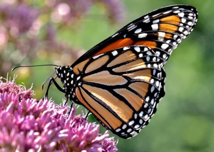 7 conseils pour accueillir les papillons dans son jardin ou sur son balcon Sans6048