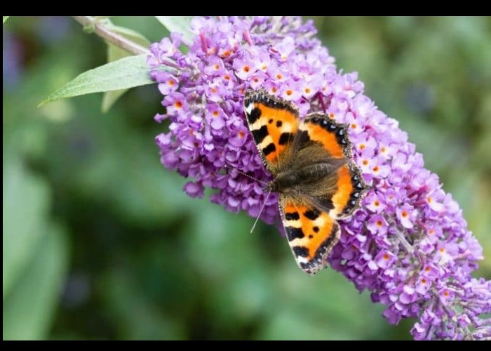 Vous aimez voir virevolter les papillons dans votre jardin ? Plantez ces 15 fleurs à nectar. Sans6052