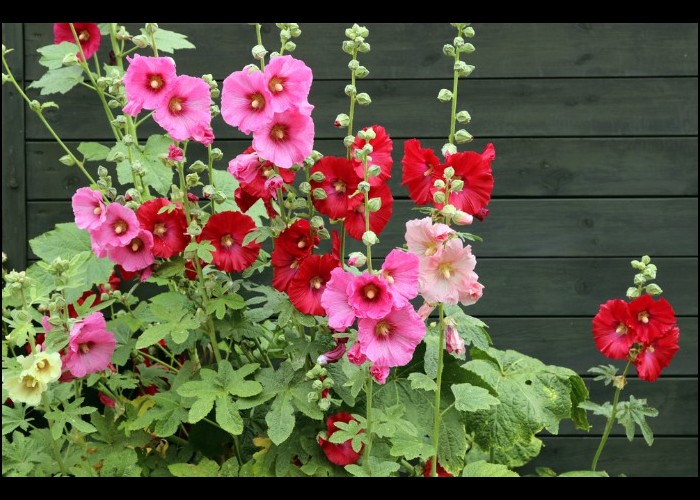 Vous aimez voir virevolter les papillons dans votre jardin ? Plantez ces 15 fleurs à nectar. Sans6053