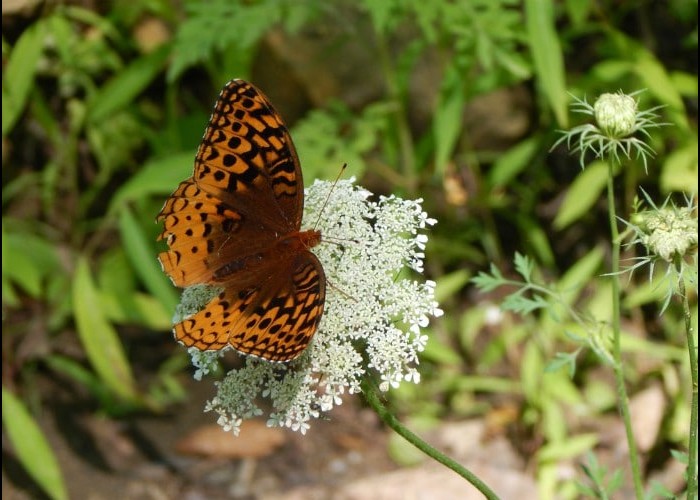 Vous aimez voir virevolter les papillons dans votre jardin ? Plantez ces 15 fleurs à nectar. Sans6063