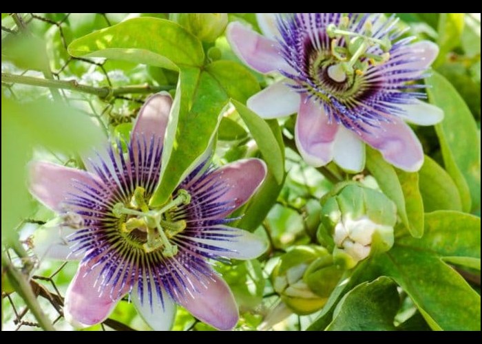 Vous aimez voir virevolter les papillons dans votre jardin ? Plantez ces 15 fleurs à nectar. Sans6065