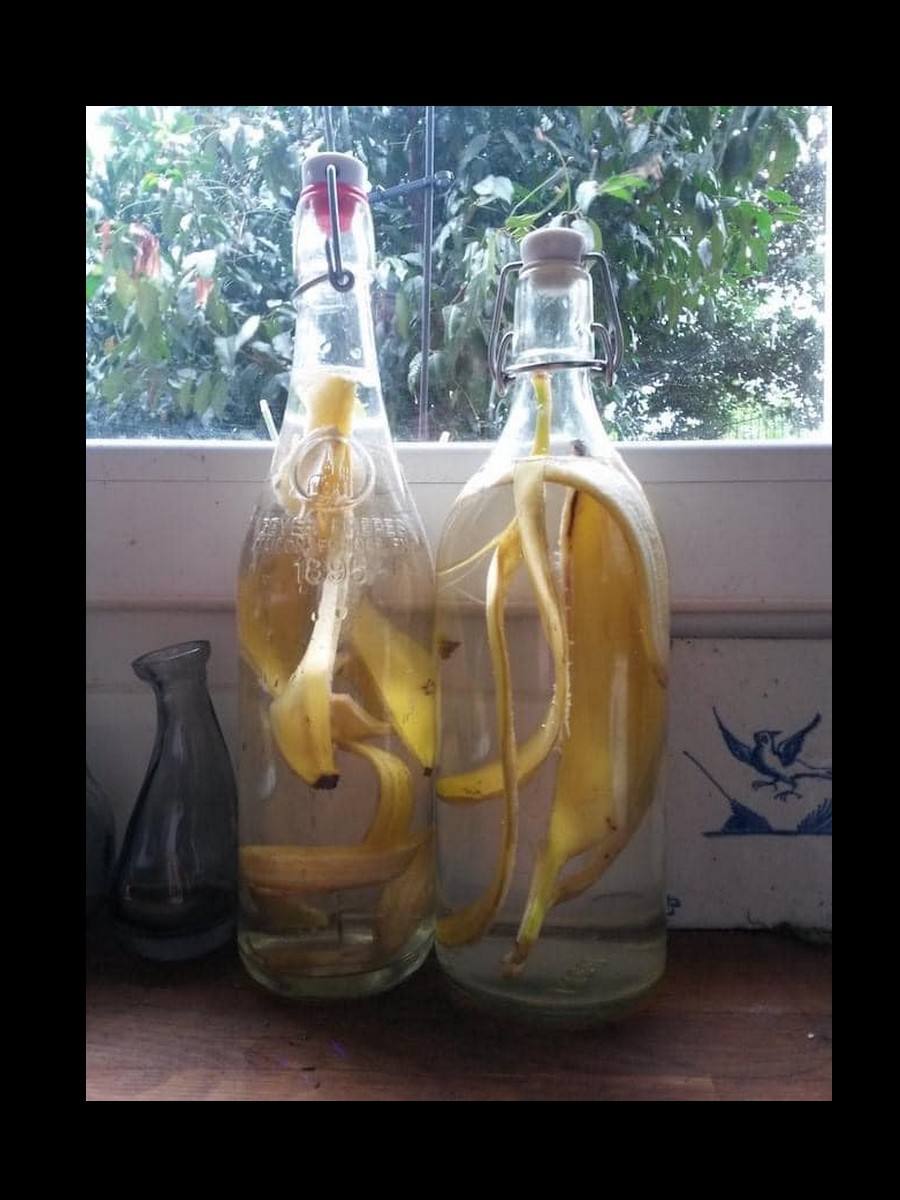  L’eau de banane, un très bon engrais Sans6269