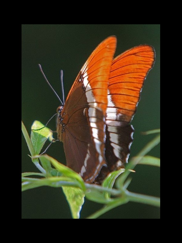 LES PAPILLONS 2 Sans6364