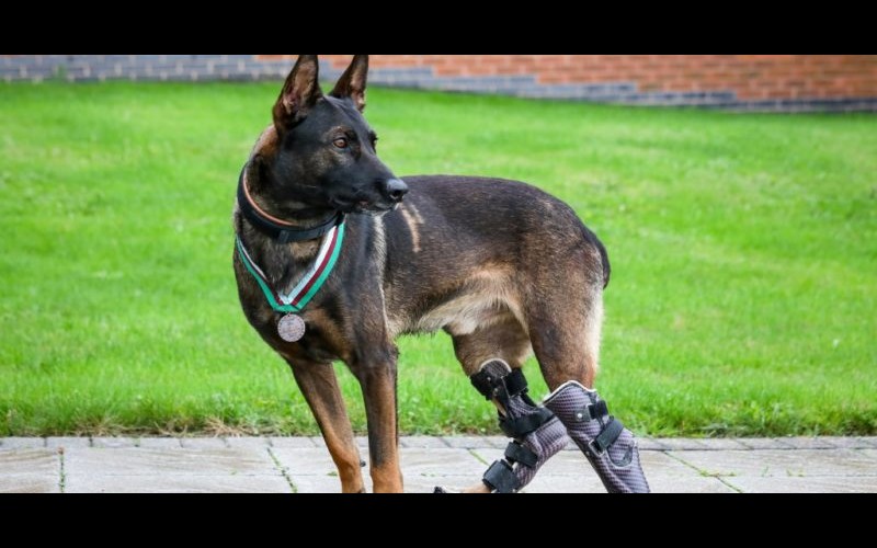 Un chien héros avec des pattes prothétiques, qui a survécu aux coups de feu pour sauver les autres, reçoit la plus haute distinction animale Sans6726