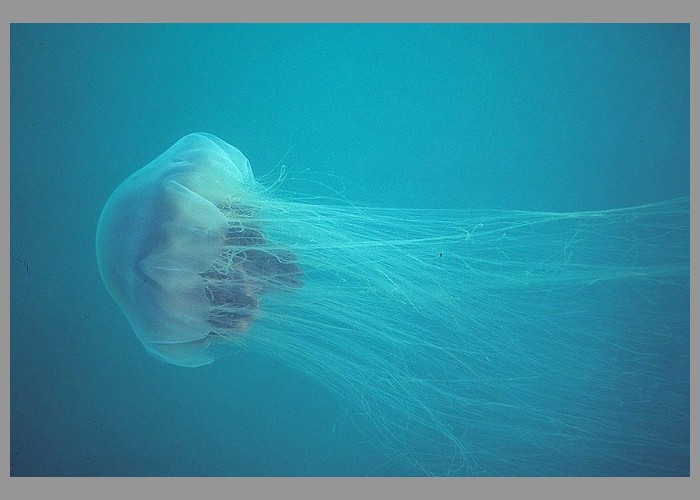 Des méduses géantes venimeuses débarquent sur les plages britanniques Sans_137