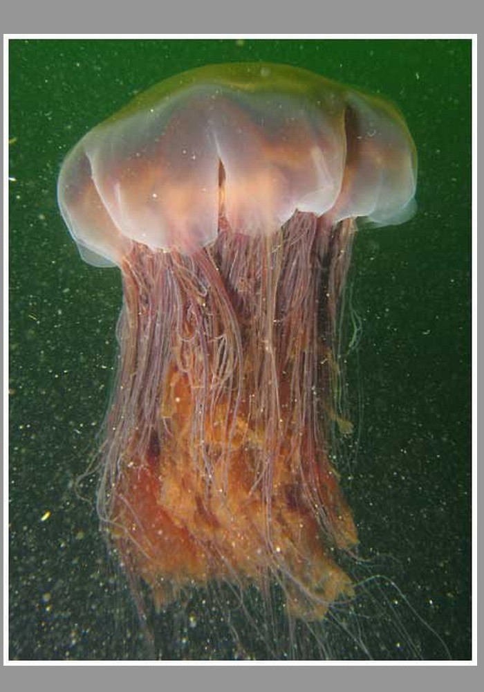 Des méduses géantes venimeuses débarquent sur les plages britanniques Sans_138