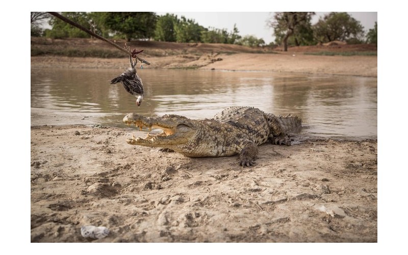 Dans ce village, tout le monde aime les crocos Sans_t47