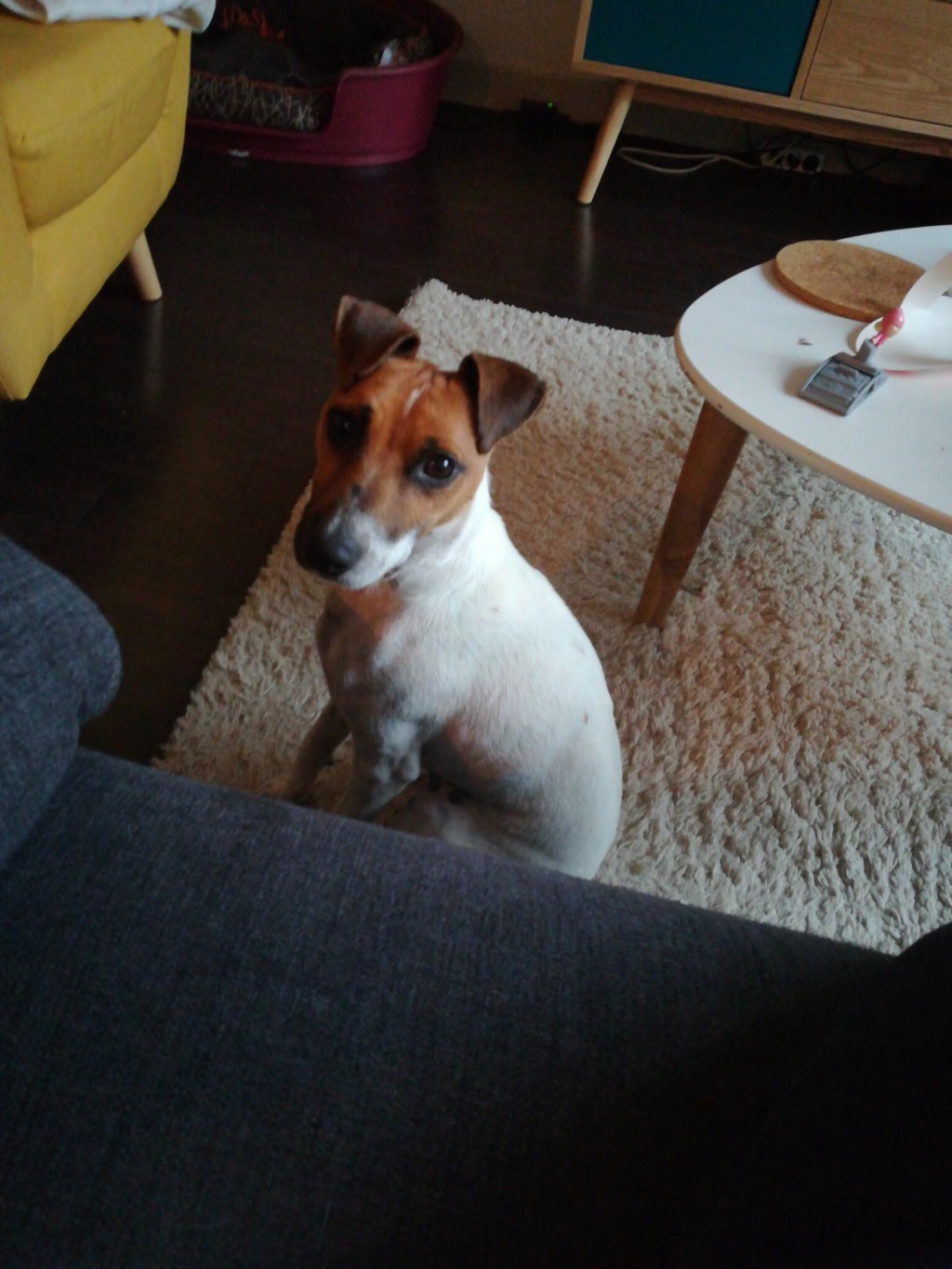 LOL, type jack russel 4 ans - M Lol110