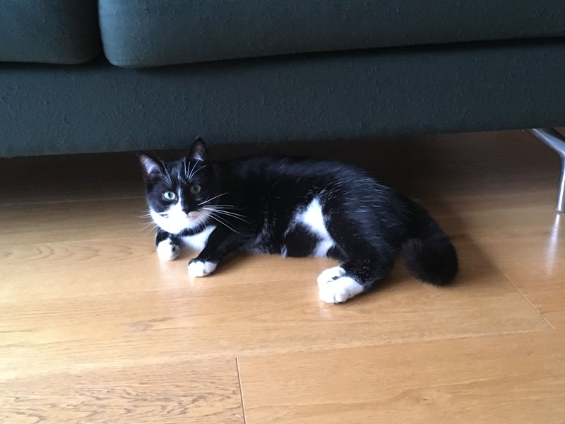 RUBEN - chaton européen noir et blanc 2,5 mois - M Ruben10