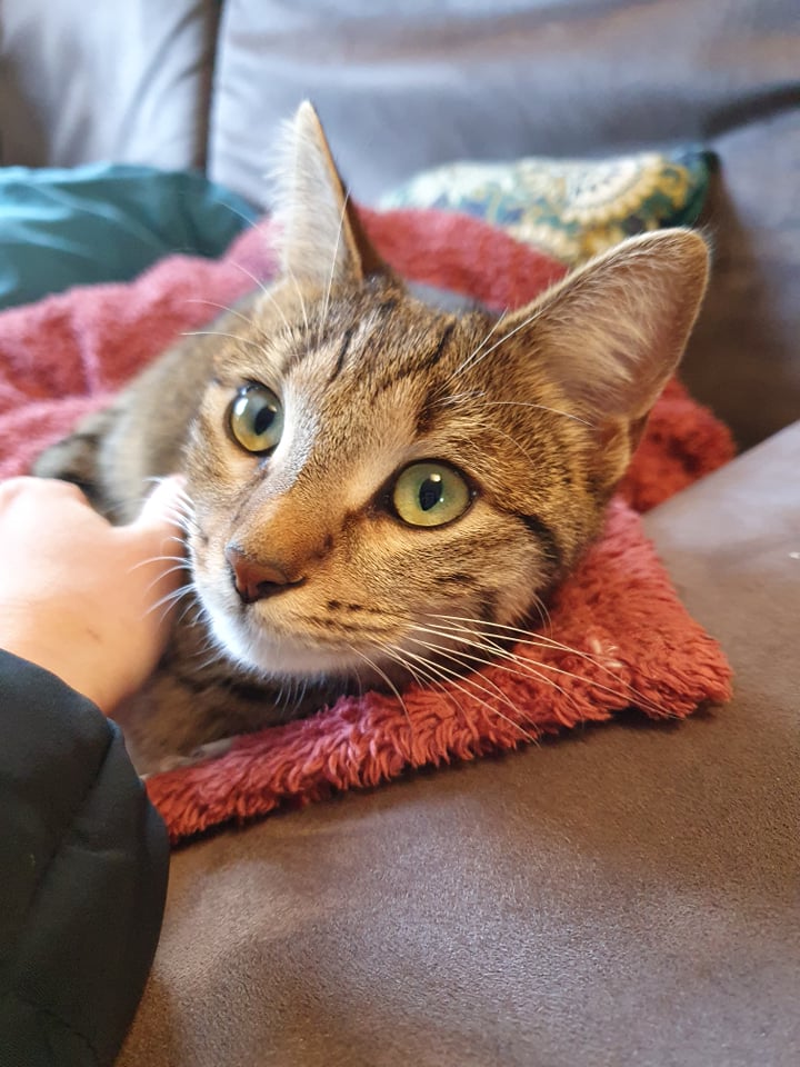 SAVANNAH, européenne tabby brun, 3 mois, F Savann10