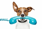 Bildertagebuch - Harana war unerwünscht und sollte einfach getötet werden.....VERMITTELT! Hund-a19