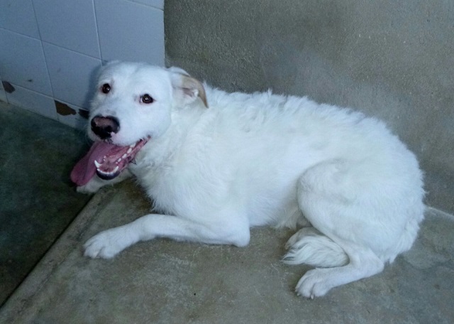 Bildertagebuch - THOR, kein Hund für Couchpotatoes Thor6b10
