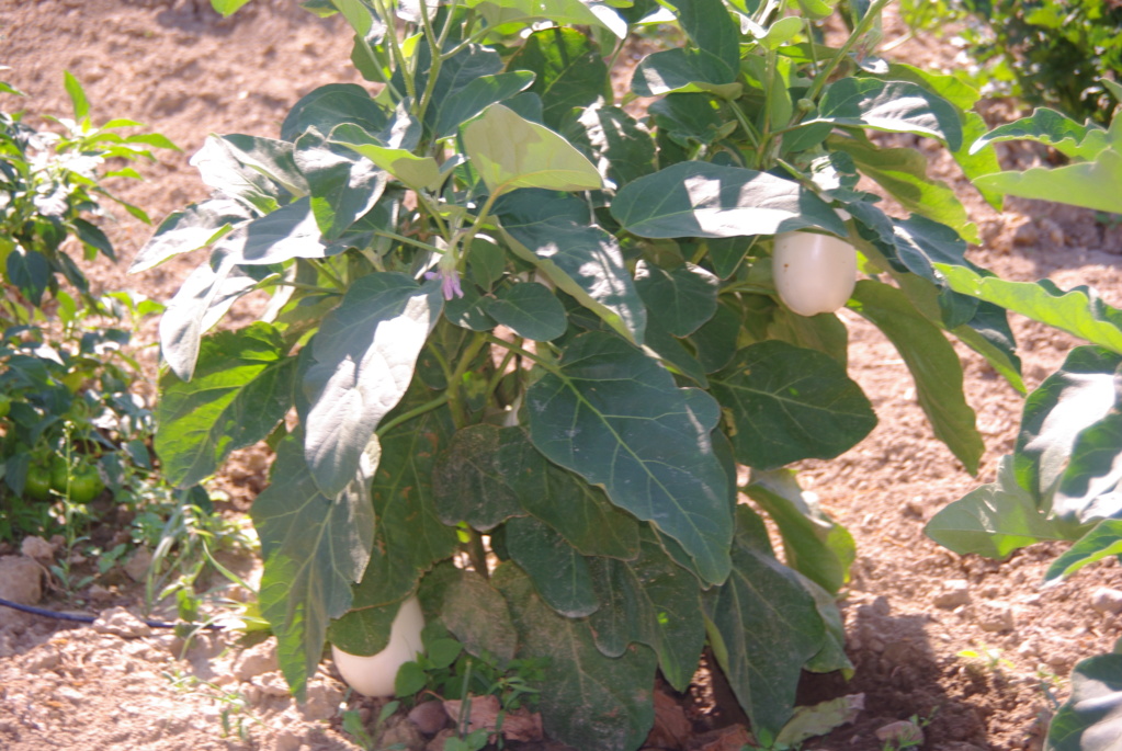 mon   ptit  jardin  2018 Imgp4115