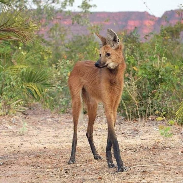 Lobo de Crin  Fb_i1118