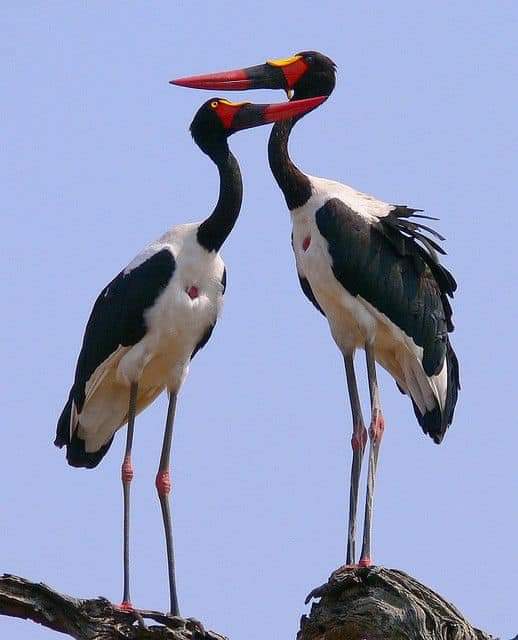 Jabirú Africano (Ephippiorynchus senegalensis) Fb_i1532