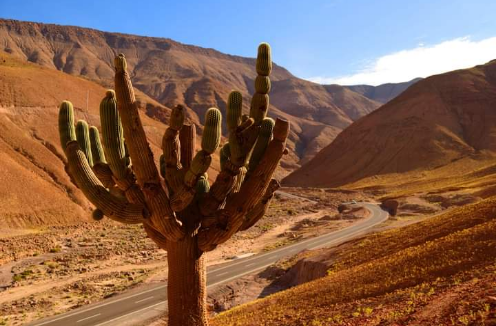 El cactus, una planta mexicana con fabulosas variedades Scr14861