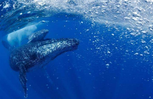 En Jalisco, registran por primera vez nacimiento de ballenas jorobadas gemelas Scr16412