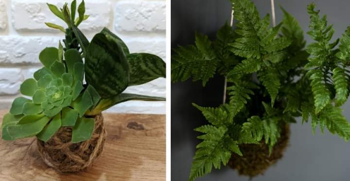 Kokedama: la técnica japonesa para decorar tu casa con plantas sin maceta Scr18631