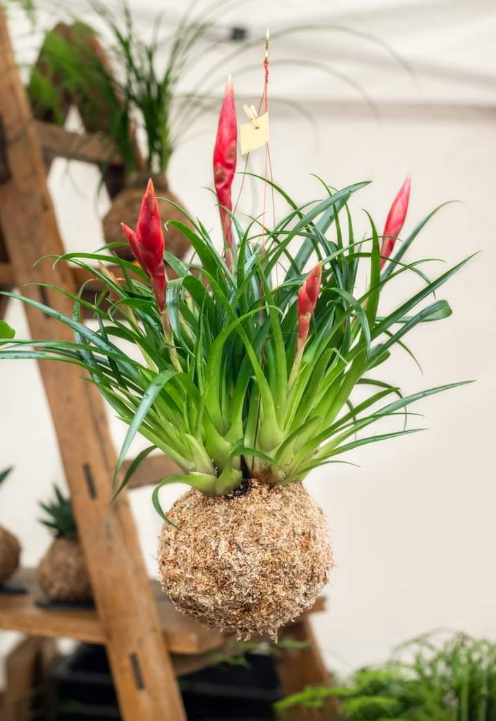 Kokedama: la técnica japonesa para decorar tu casa con plantas sin maceta Scr18634