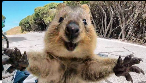 Quokka, los animalitos de la eterna sonrisa. Scre2705