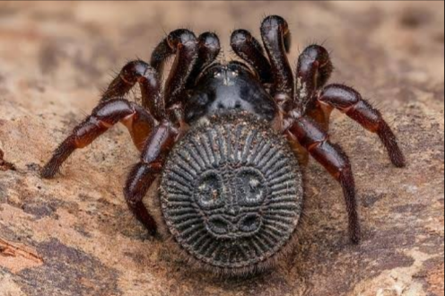 No, la araña reloj de arena no es mortal  Scre5455