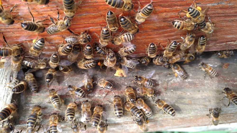 La plaine de Versailles vole au secours de ses abeilles P_201810