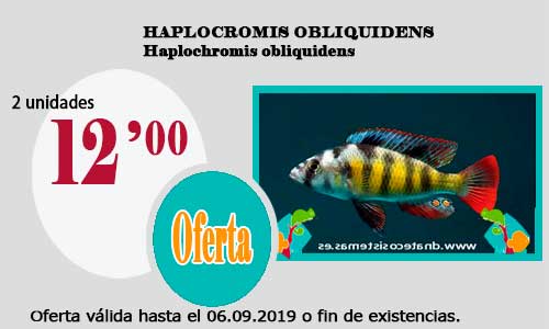 Ofertas válidas hasta el 6 de Septiembre de 2019 14-hap10