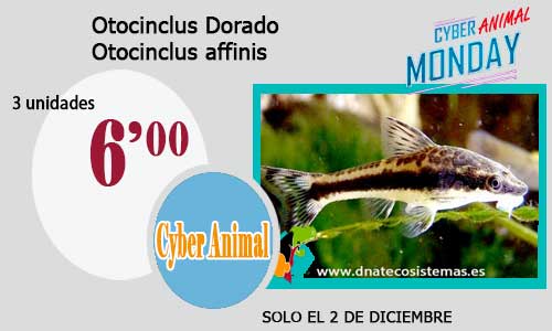 ¡CyberMonday en DNATecosistemas! 20-oto11