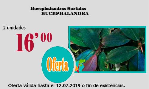 Ofertas válidas hasta el 12 de Julio de 2019 Buceph11