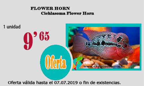 Ofertas válidas hasta el día 07.07.2019 Flower10