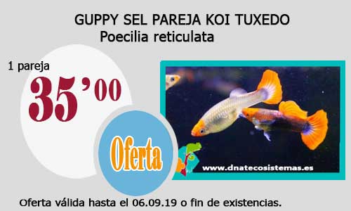 Ofertas válidas hasta el 6 de Septiembre de 2019 Guppy-27