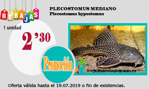 Ofertas válidas hasta el 19 de Julio de 2019 Plecos10