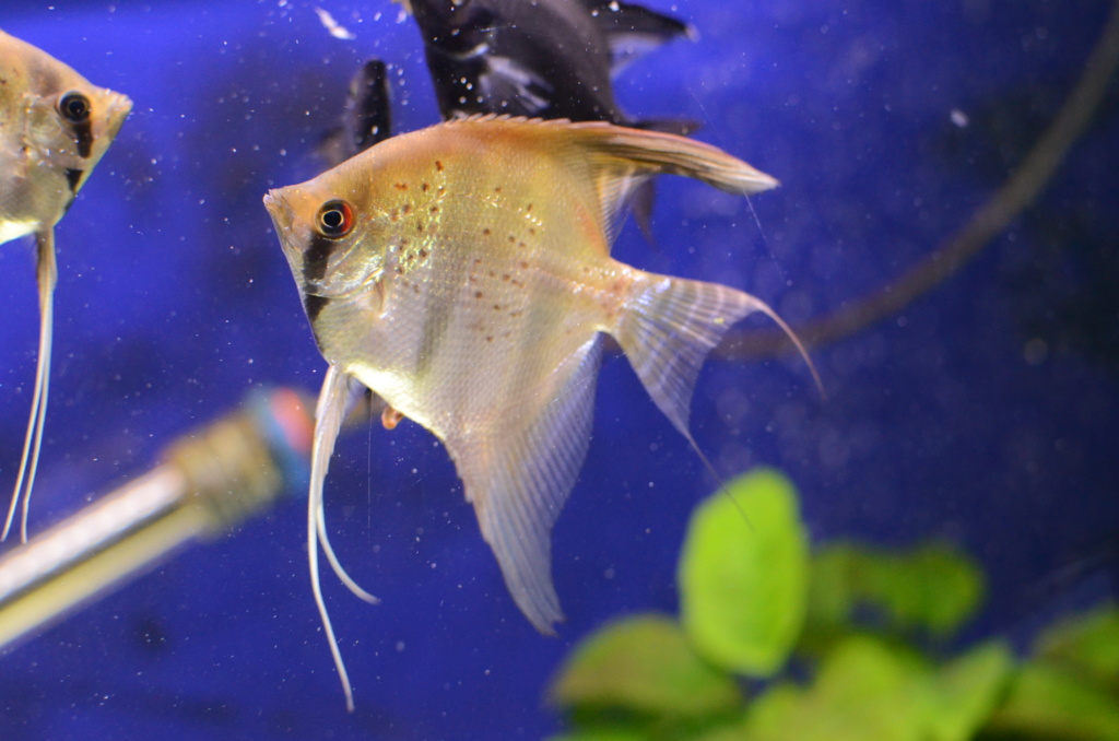 Pterophyllum scalare "Dragon rouge de Guyane" Dsc_3627