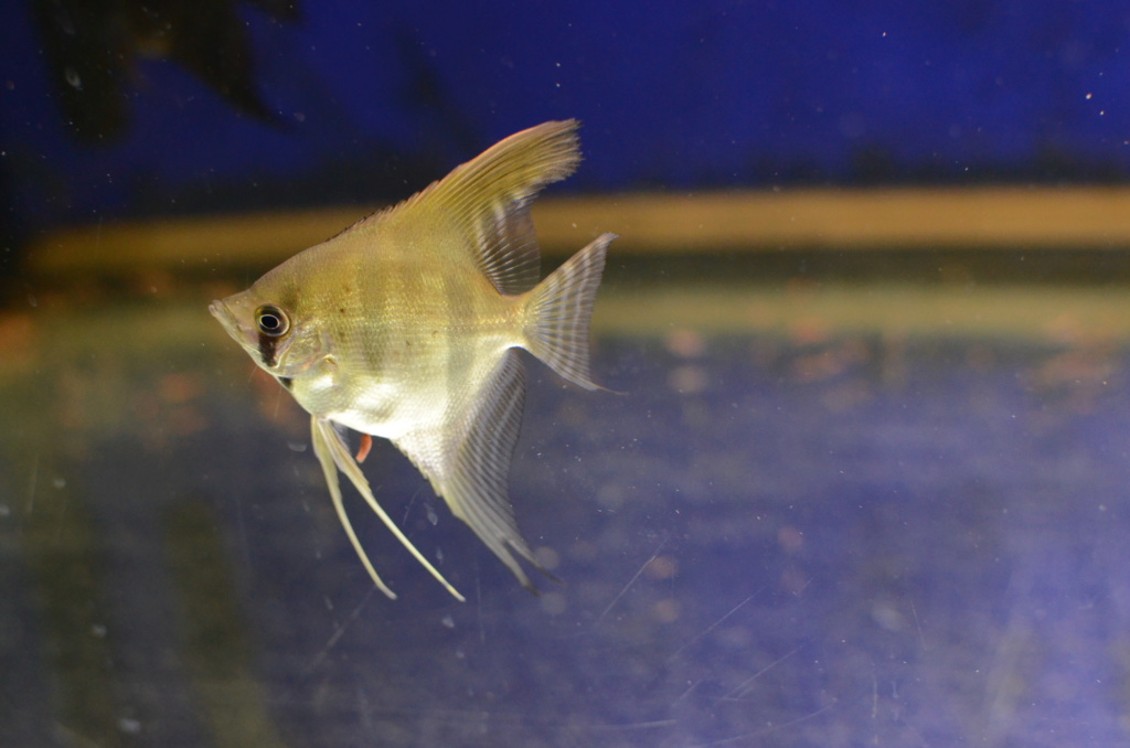 Pterophyllum scalare "Dragon rouge de Guyane" - Page 2 Dsc_3711