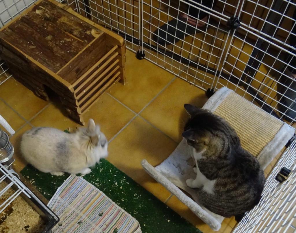 Ponko, mâle type européen tabby et blanc né 15 mai 2017 - Page 2 Dsc01813