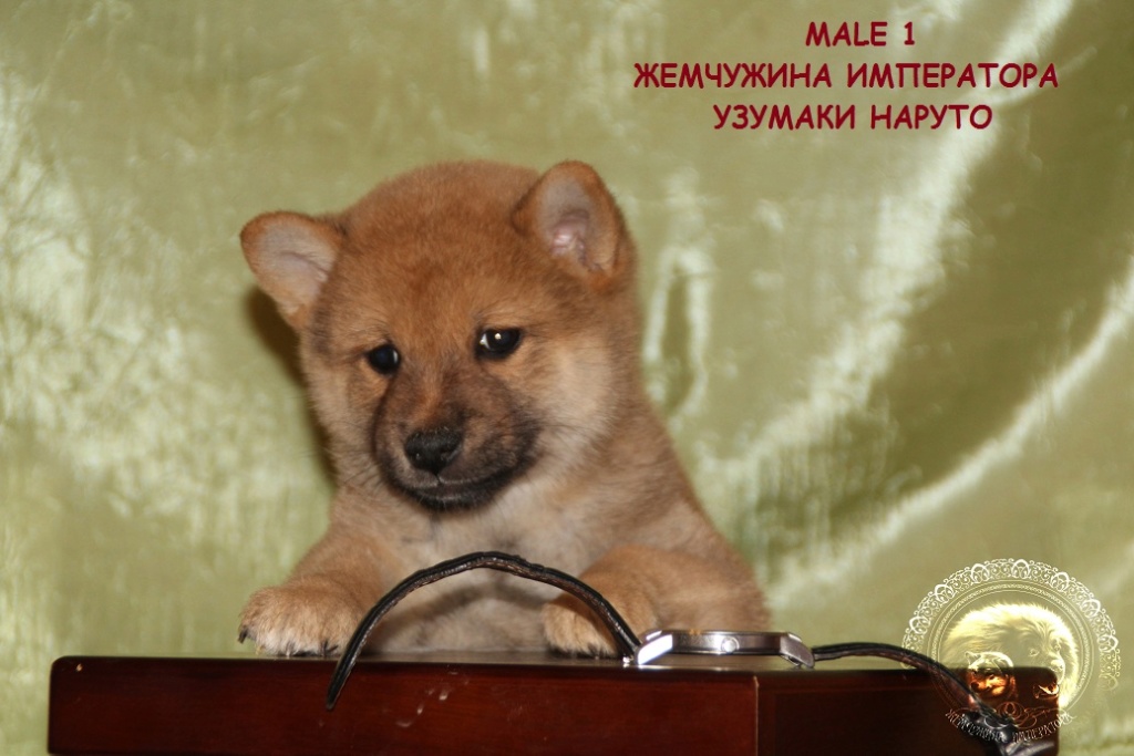 Щенки питомник "ЖЕМЧУЖИНА ИМПЕРАТОРА" от пары TEKERA KEIKO и AKATSUKI TAKAOU (100 % Японское происхождение, НИППО родословная). Img_0210