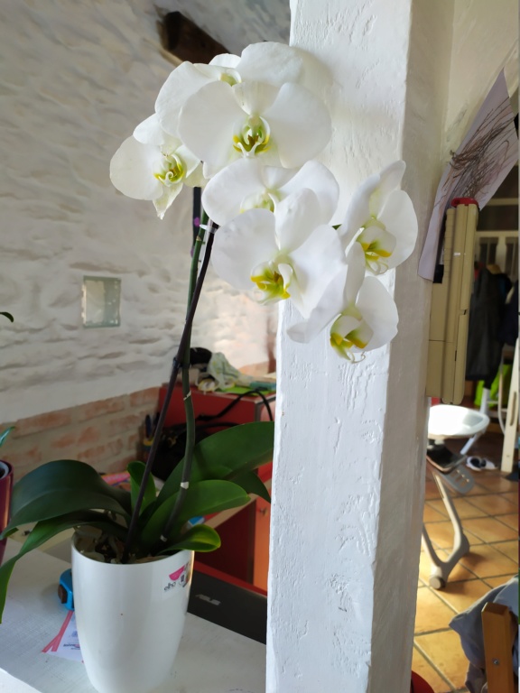 Mon phaleanopsis blanc  Img_2059