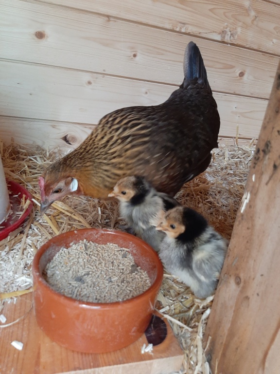 Mes poussins appenzellois huppés, évolutions - Page 2 20220611