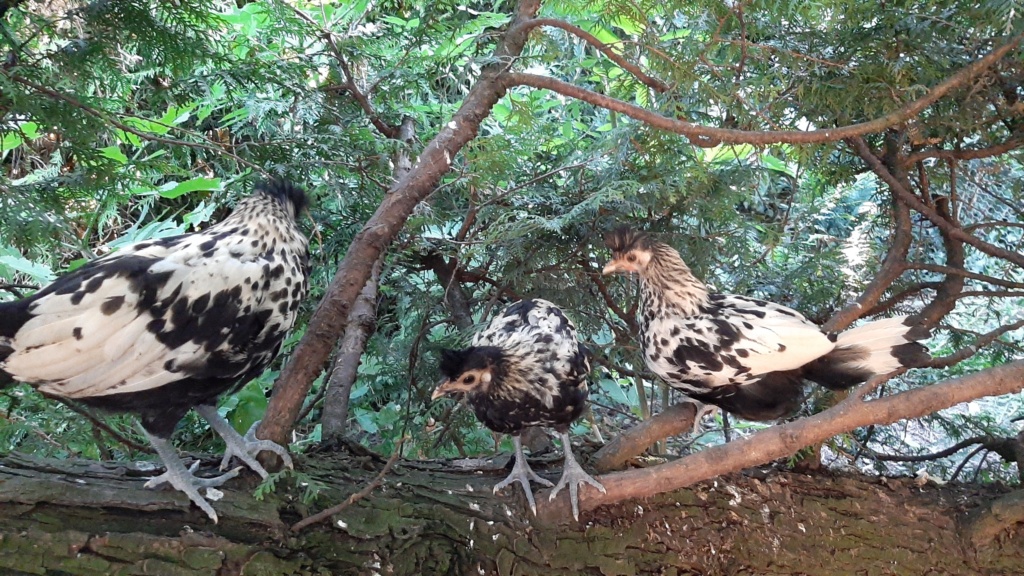 Mes poussins appenzellois huppés, évolutions - Page 6 20220717