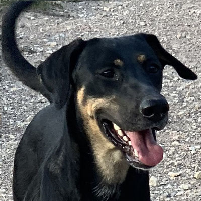 Magui croisée beauceron né en juin 2018 02fba310