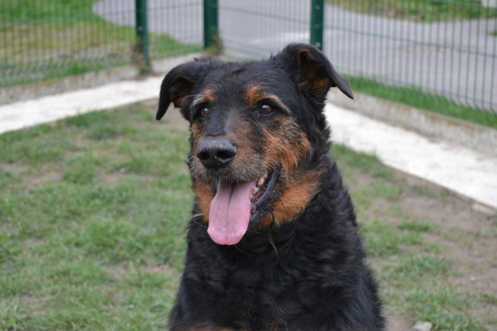 Ténor, croisé beauceron bien typé né le 02/10/2009 1983e310