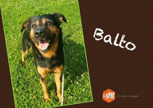 Balto, croisé beauceron né en janvier 2018 2223e010