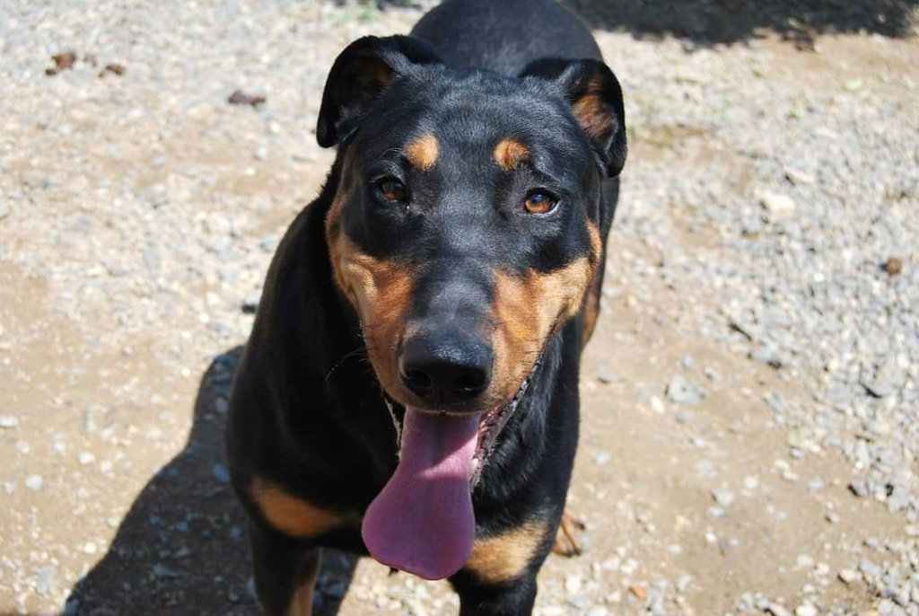 Vinto, beauceron né en 2019 2f41ca10