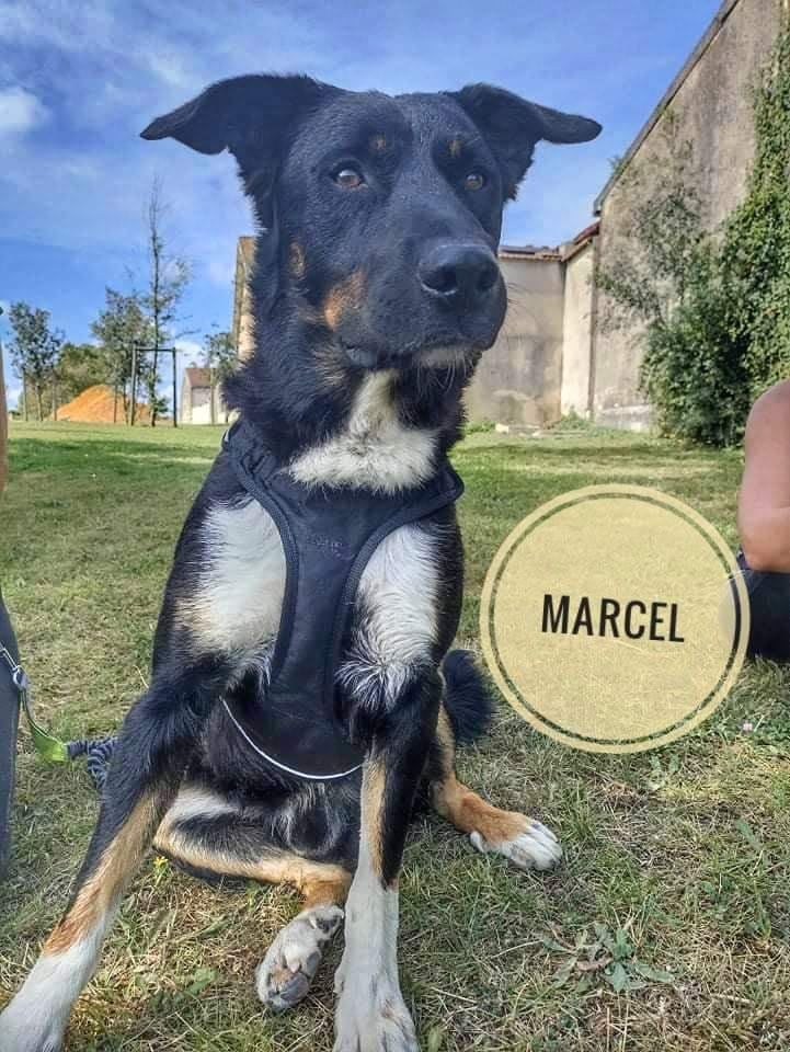 Marcel, croisé beauceron né le 01/10/2019 50d7ea10