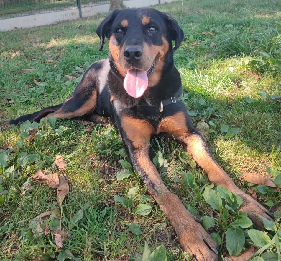 Django croisé beauceron né en 2013: un amour de loulou, une vie de misère et atteint d'une maladie qui va le rendre aveugle. (dpt 57) 6296ac10