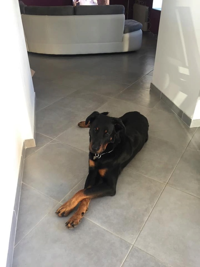 Jules beauceron de 7 ans 8ef3db10