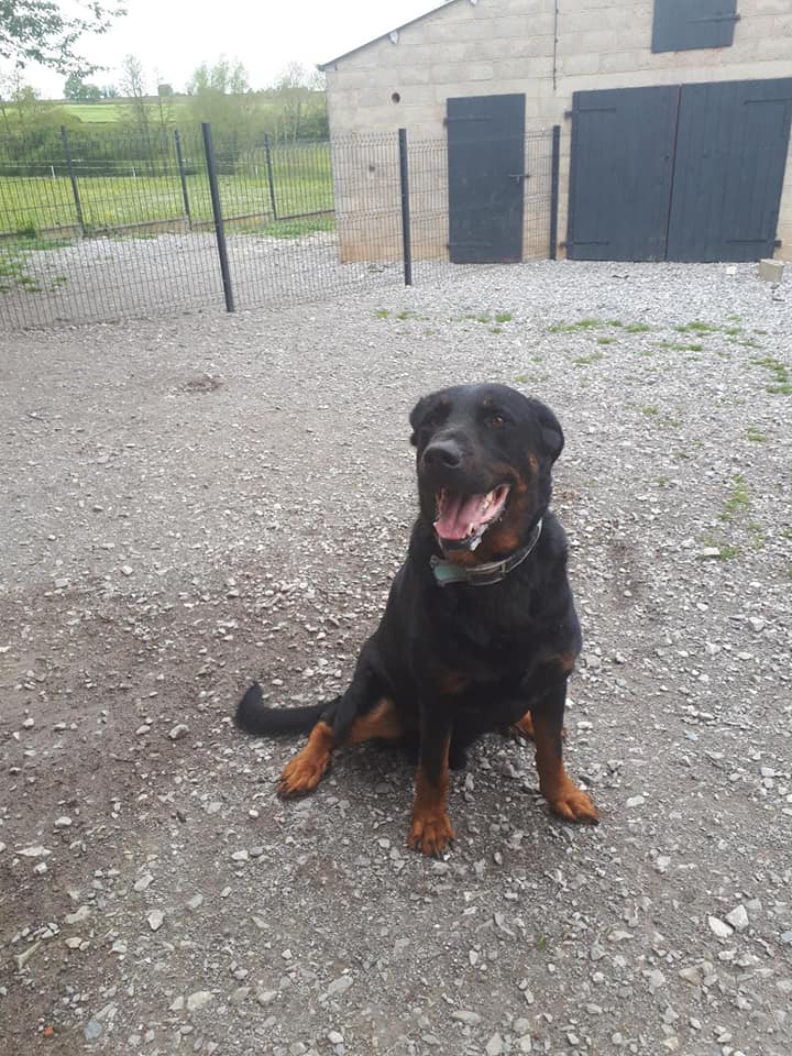 Kenzo beauceron mâle de 5 ans C3bd0b10