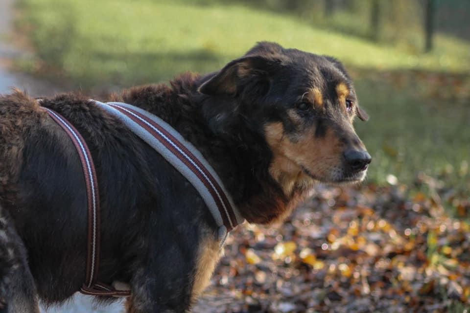 Rex, croisé beauceron né le 31/05/2006 D8071910